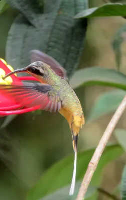 File:Phaethornis syrmatophorus Ermitaño leonado Tawny-bellied Hermit (8193725408).jpg