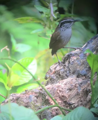 File:Henicorhina negreti Cucarachero de Munchique Munchique Wood-Wren (8192210983).jpg