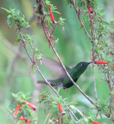 File:Lafresnaya lafresnayi Colibrí aterciopelado Mountain Velvetbreast (male) (8192506302).jpg