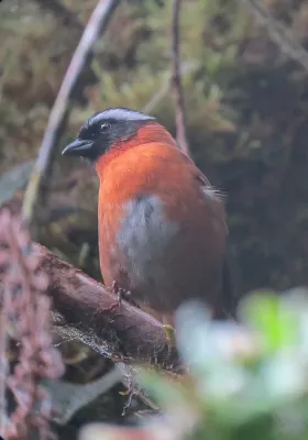 File:Oreothraupis arremonops Gorrión tangarino Tanager Finch (8191373391).jpg