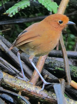 File:Grallaria rufula Tororoi flautista Rufous Antpitta (8192420350).jpg