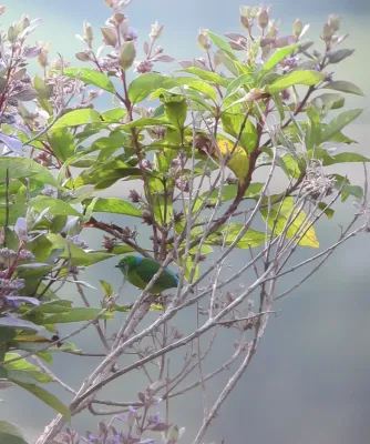File:Chlorophonia cyanea Clorofonia verdiazul Blue-naped Chlorophonia (8173450450).jpg