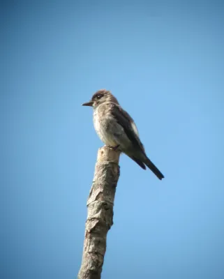 File:Contopus cooperi Pibí boreal Olive-sided Flycatcher (8171868399).jpg