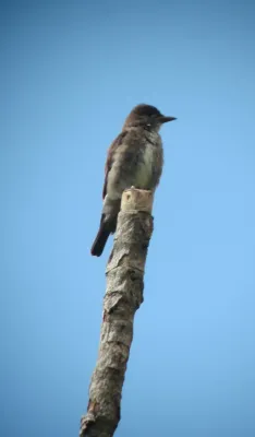 File:Contopus cooperi Pibí boreal Olive-sided Flycatcher (8170898796).jpg