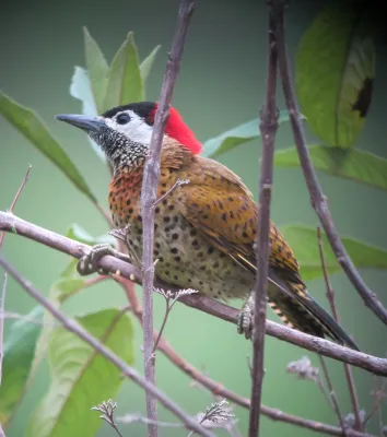 File:Colaptes punctigula Carpintero pechipunteado Spot-breasted Woodpecker (female) (8170899394).jpg