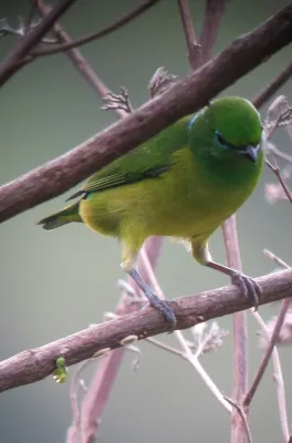 File:Chlorophonia cyanea Clorofonia verdiazul Blue-naped Chlorophonia (8170847931).jpg
