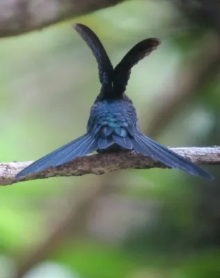 File:Thalurania colombica Ninfa coroniazul Crowned Woodnymph (8128178671).jpg