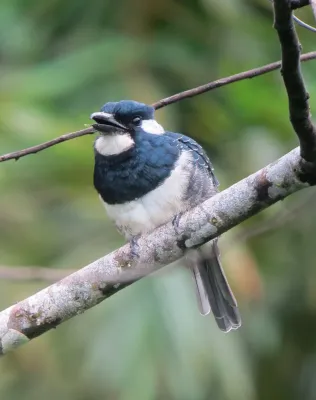 File:Notharchus pectoralis Bobo pechinegro Black-breasted Puffbird (8128166973).jpg