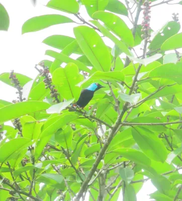 File:Dacnis venusta Dacnis negriazul Scarlet-thighed Dacnis (male) (8120438100).jpg