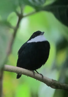 File:Corapipo altera Saltarín occidental White-ruffed Manakin (male) (8119447441).jpg