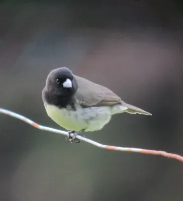 File:Sporophila nigricollis Espiguero capuchino Yellow-bellied Seedeater (6999993610).jpg