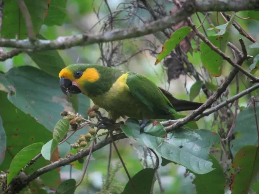 File:Ognorhynchus icterotis Loro orejiamarillo Yellow-eared Parrot (7090503051).jpg