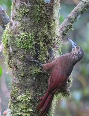File:Xiphocolaptes promeropirhynchus Trepatroncos gigante Strong-billed Woodcreeper (7077910741).jpg