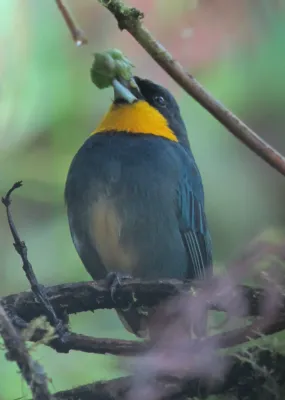 File:Iridosornis porphyrocephalus Musguerito gargantilla Purplish-mantled Tanager (6931785334).jpg