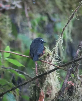 File:Ochthoeca cinnamomeiventris Pitajo torrentero Slaty-backed Chat-Tyrant (6931662270).jpg