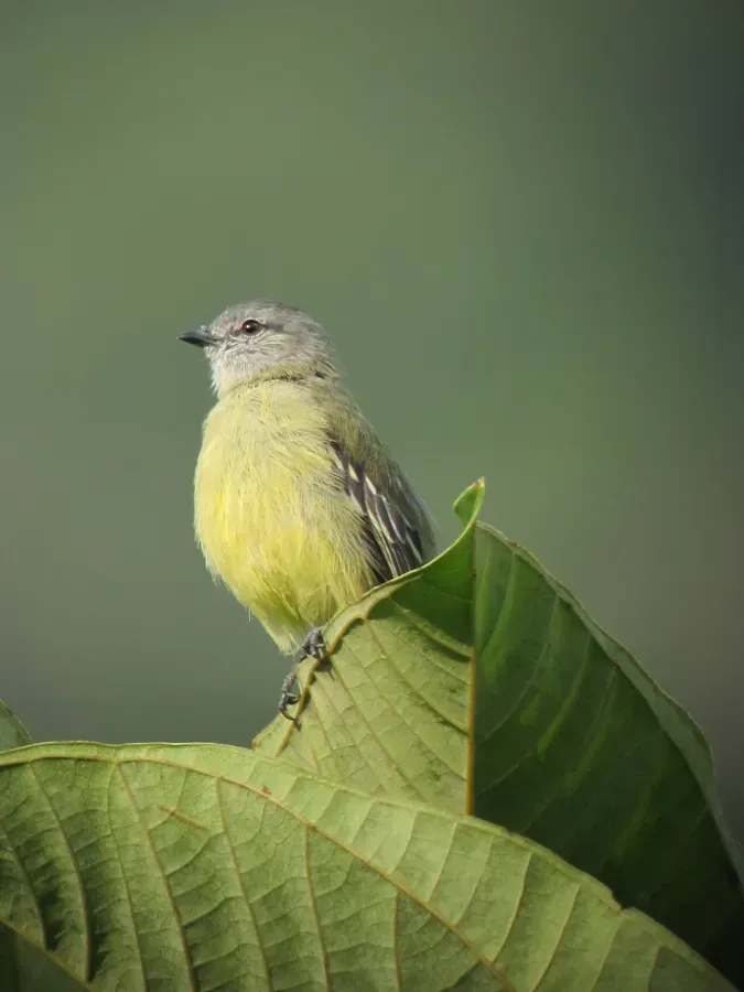 File:Tyrannulus elatus Tiranuelo coronado Yellow-crowned Tyrannulet (6883188192).jpg