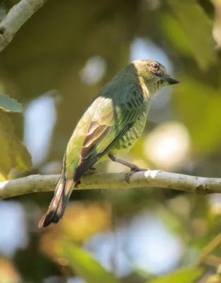 File:Tersina viridis Azulejo golondrina Swallow Tanager (female) (7028227269).jpg