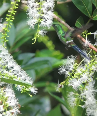 File:Discosura conversii Cola de lira verde Green Thorntail (6880474086).jpg