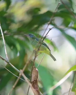File:Dacnis cayana Dacnis azul Blue Dacnis (female) (7025283369).jpg
