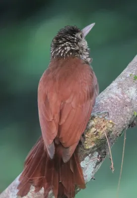 File:Dendroplex picus Straight-billed Woodcreeper (6992829037).jpg