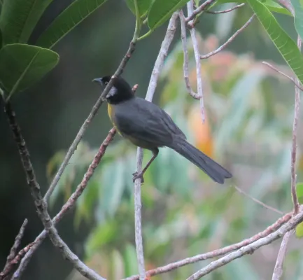 File:Atlapetes melanocephalus Gorrión montés de Santa Marta Santa Marta Brush-Finch (6842134898).jpg