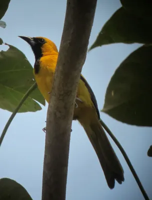 File:Icterus mesomelas Turpial coliamarillo Yellow-tailed Oriole (6988451249).jpg