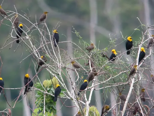 File:Chrysomus icterocephalus Monjita cabeciamarilla Yellow-hooded Blackbird (6988210577).jpg