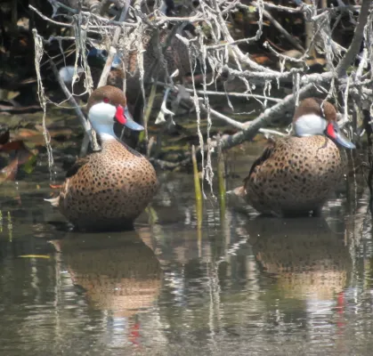 File:Anas bahamensis Pato cariblanco White-Cheeked Pintail (6841773214).jpg