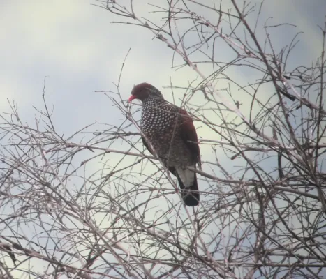 File:Patagioenas speciosa Paloma escamada Scaled Pigeon (6987779797).jpg