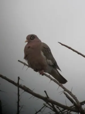 File:Patagioenas corensis Paloma cardonera Bare-eyed Pigeon (6986997491).jpg