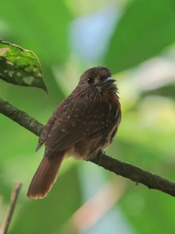 File:Malacoptila panamensis Bigotudo dormilón White-whiskered Puffbird (6839705078).jpg