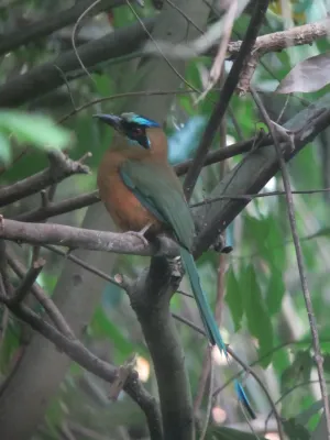 File:Momotus subrufescens Barranquero ferina Whooping Motmot (6824728916).jpg
