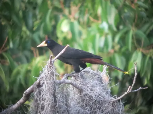 File:Psarocolius decumanus Oropéndola crestada Crested Oropendola (6965528571).jpg