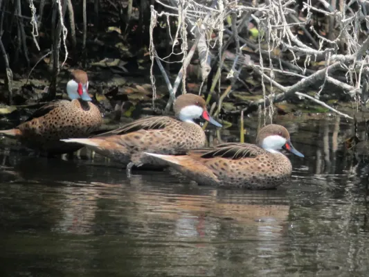 File:Anas bahamensis Pato cariblanco White-Cheeked Pintail (6965528575).jpg