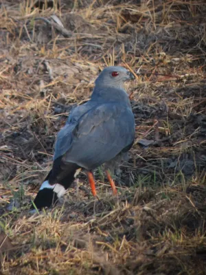 File:Geranospiza caerulescens Aguililla zancona Crane Hawk (6816873252).jpg