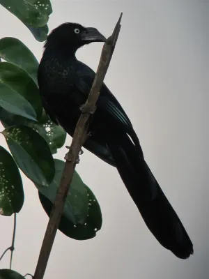 File:Crotophaga major Garrapatero grande Greater Ani (6962991631).jpg