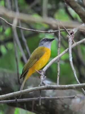 File:Eucometis penicillata Guicha hormiguera Grey-headed Tanager (6962990959).jpg