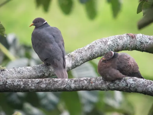 File:Patagioenas fasciata Paloma collareja Band-tailed Pigeon (6798493778).jpg