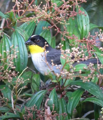 File:Atlapetes albinucha Gorrión montés gorgiamarillo White-naped Brush-Finch (6928216045).jpg