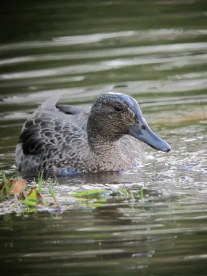 File:Anas andium Garceta barcina Andean Teal (6775864340).jpg