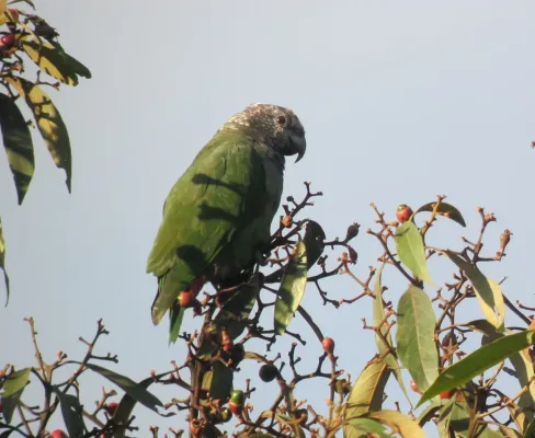 File:Pionus tumultuosus Cotorra gorriblanca Speckled-faced Parrot (6921637191).jpg
