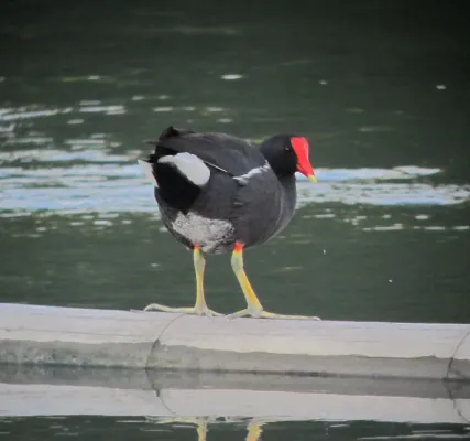 File:Gallinula galeata Polla gris Common Gallinule (6775386136).jpg
