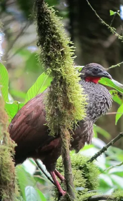 File:Penelope perspicax Pava caucana Cauca Guan (6775231616).jpg