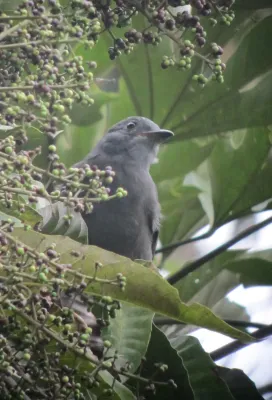 File:Lipaugus fuscocinereus Guardabosque cenizo Dusky Piha (6917440235).jpg