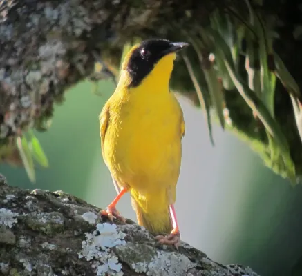 File:Geothlypis semiflava Reinita carinegra Olive-crowned Yellowthroat (male) (6905496507).jpg