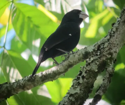 File:Sporophila crassirostris Arrocero renegrido Large-billed Seed-Finch (6902117619).jpg