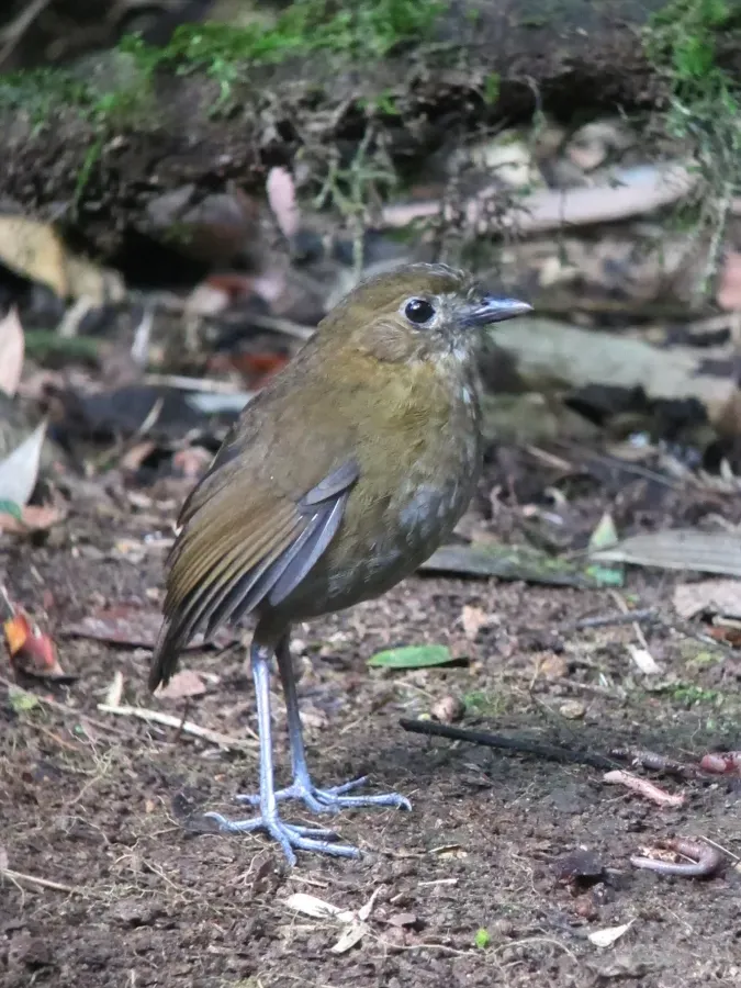 File:Grallaria milleri Tororoi de Miller Brown-banded Antpitta (6897387417).jpg