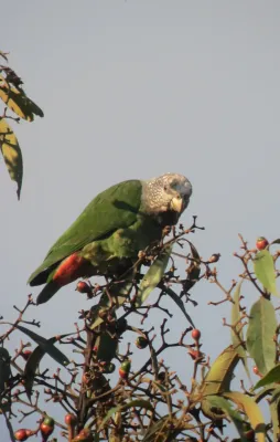 File:Pionus tumultuosus Cotorra gorriblanca Speckled-faced Parrot (6894085077).jpg