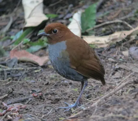 File:Grallaria rufocinerea Tororoi rufocenizo Bicolored Antpitta (6894056283).jpg
