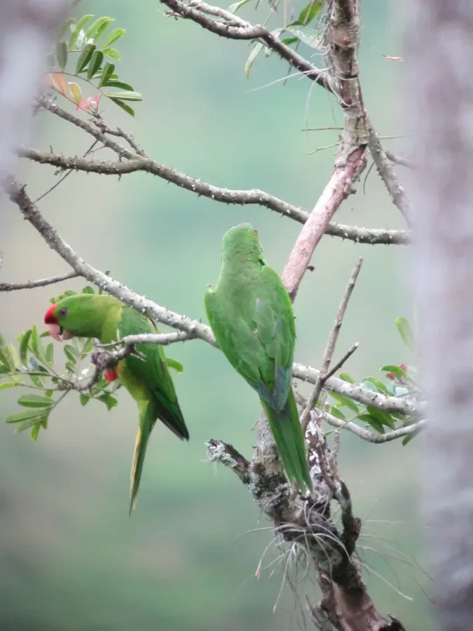 File:Psittacara wagleri Perico frentirrojo Scarlet-fronted Parakeet (6868829801).jpg